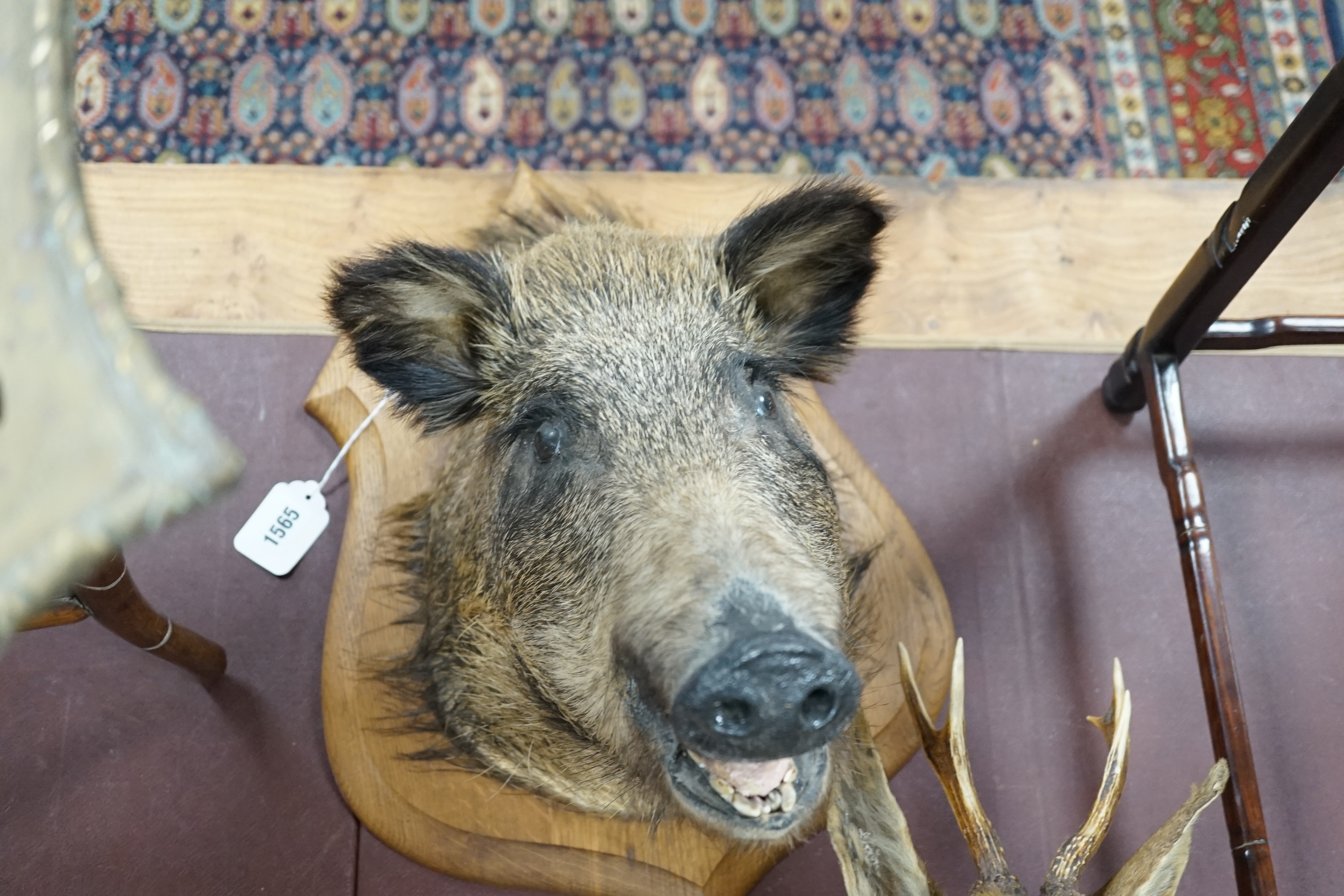 A taxidermy wild boar's head and a deer’s head (both mounted on plaques), boar’s head 50cm high